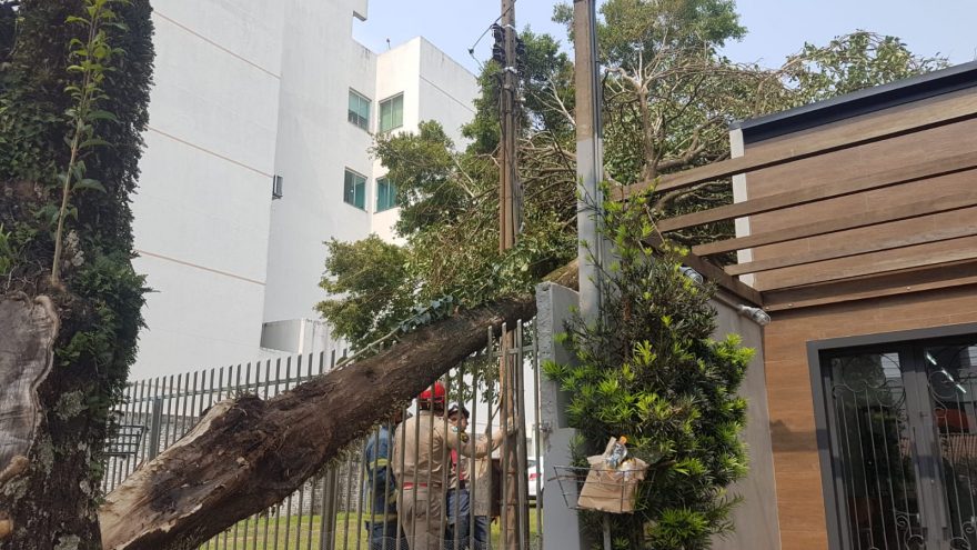 Mais uma árvore caída em imóvel é retirada pelo Corpo de Bombeiros