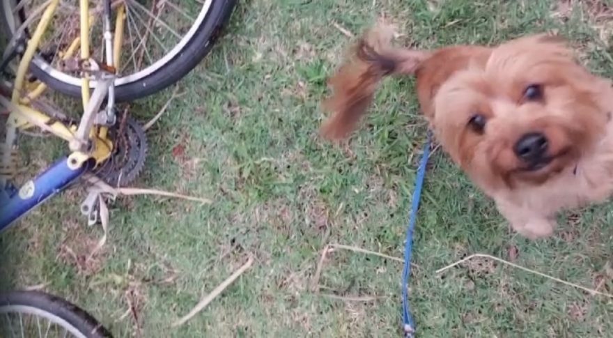 Cachorrinho encontra bicicleta escondida no matagal na região do Lago; PM foi acionada