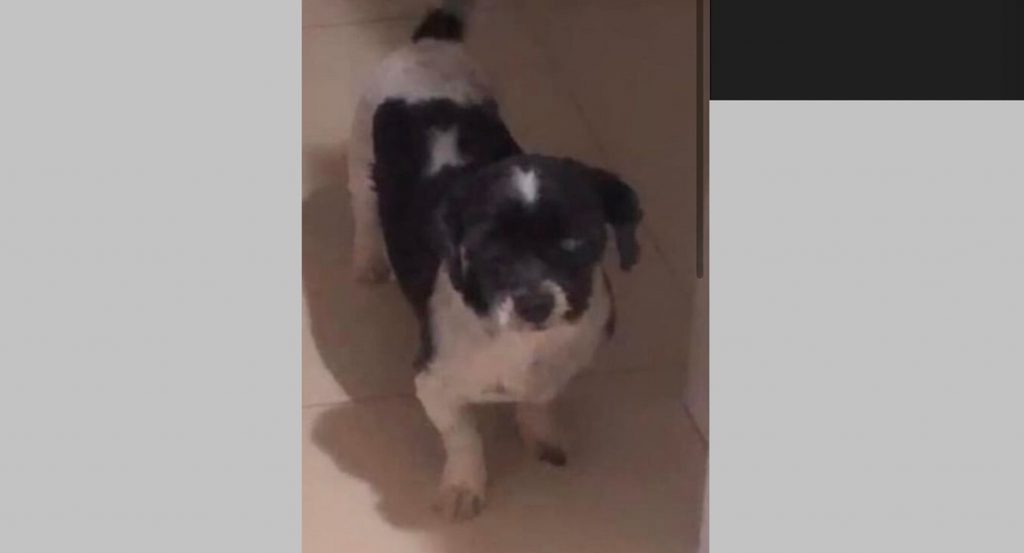 Cachorrinha “Mila” desapareceu no Bairro São Cristóvão