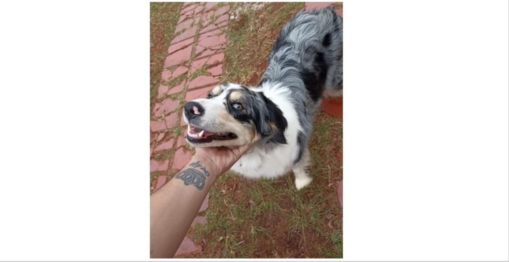 Cachorrinha é resgatada no Turisparque