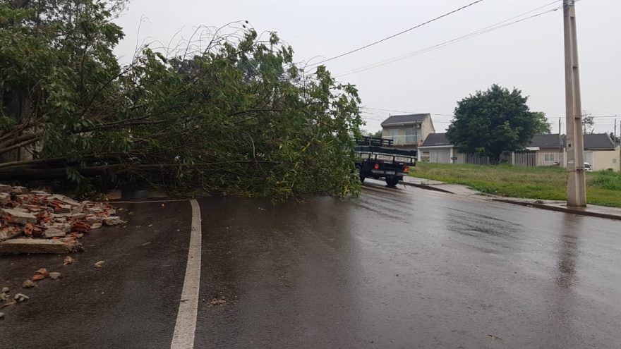 Árvore está caída no meio da rua desde o temporal de sexta-feira (09) no Bairro Canadá