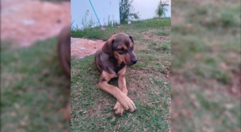 Cachorrinho Scooby está desaparecido no Pacaembu