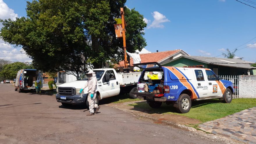 Defesa Civil realiza retirada de abelhas na Vila Tolentino