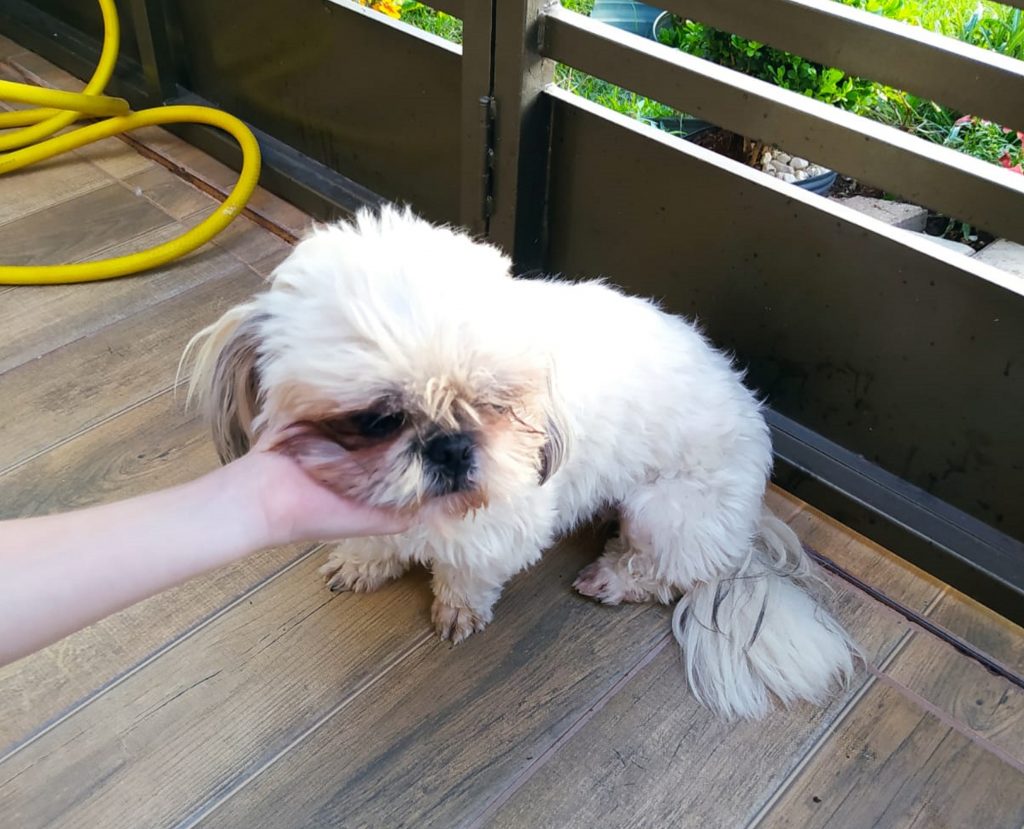 Cachorrinha foi encontrada perdida no Bairro Neva, em Cascavel
