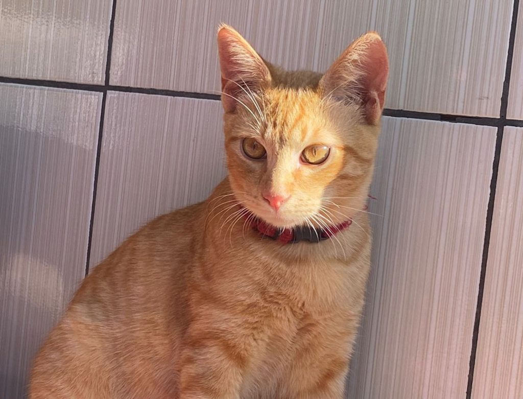 Gatinho ‘Pampi’ desapareceu de residência no Cascavel Velho