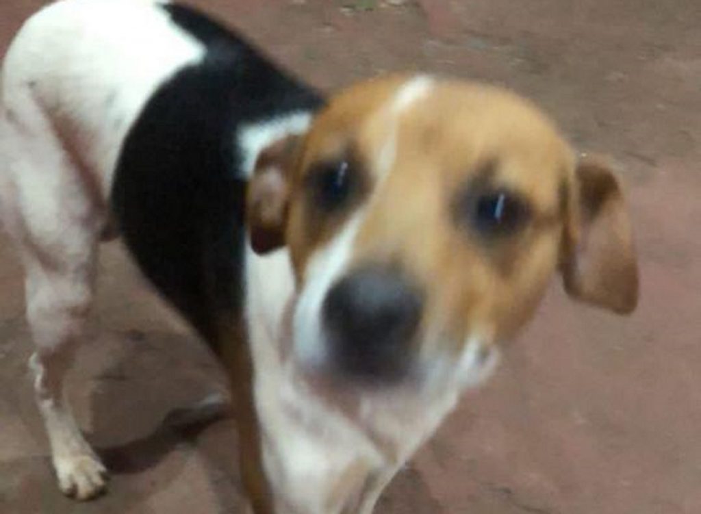 Cachorrinho de estimação desapareceu de residência no Brasmadeira
