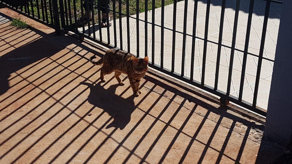 Bombeiros resgatam gato que estava preso no Florais do Paraná