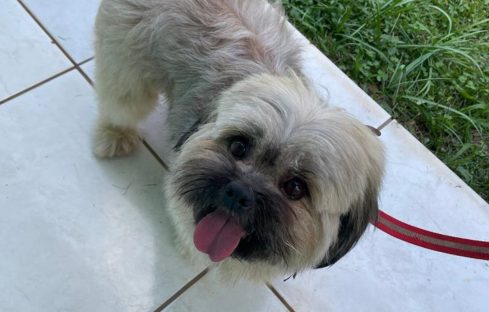 Cachorrinho Puff desapareceu de residência no Parque São Paulo Imagem referente a Cachorrinho Puff desapareceu de residência no Parque São Paulo