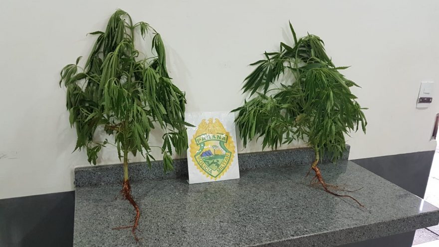 Pedreiro encontra pés de maconha em obra no Santa Cruz e aciona a Polícia Militar