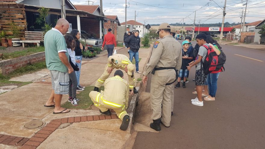 Gatinho cai em bueiro e Corpo de Bombeiros é mobilizado no Riviera