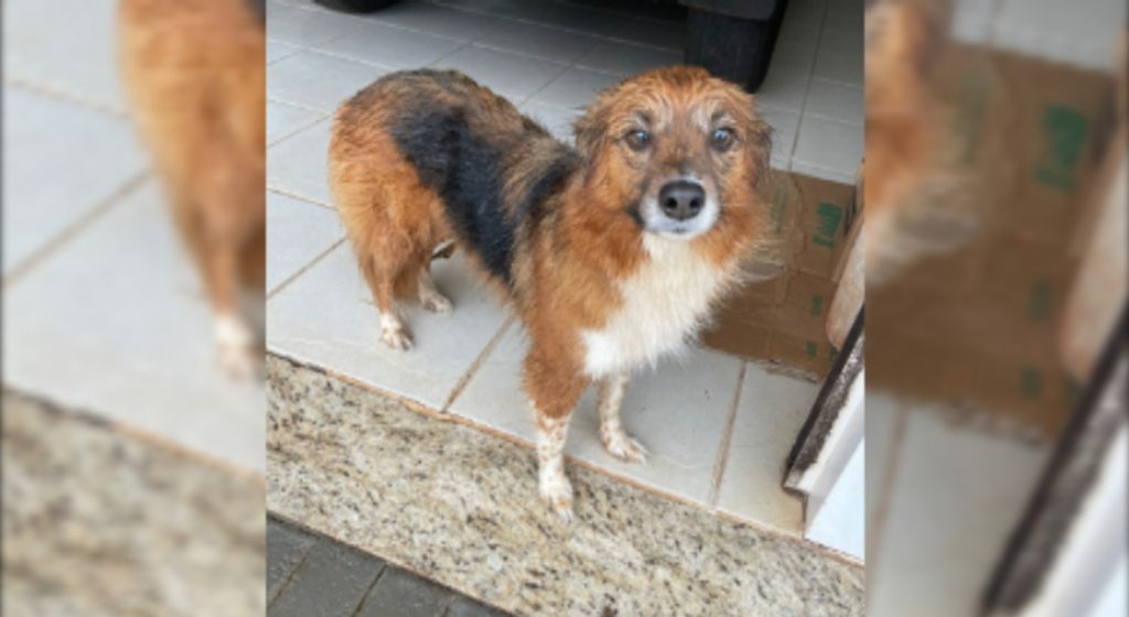 Cachorrinha é resgatada na Neva