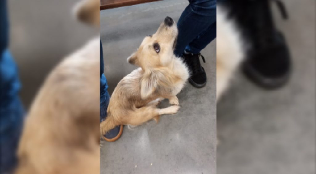 Cachorrinha prenha está desaparecida
