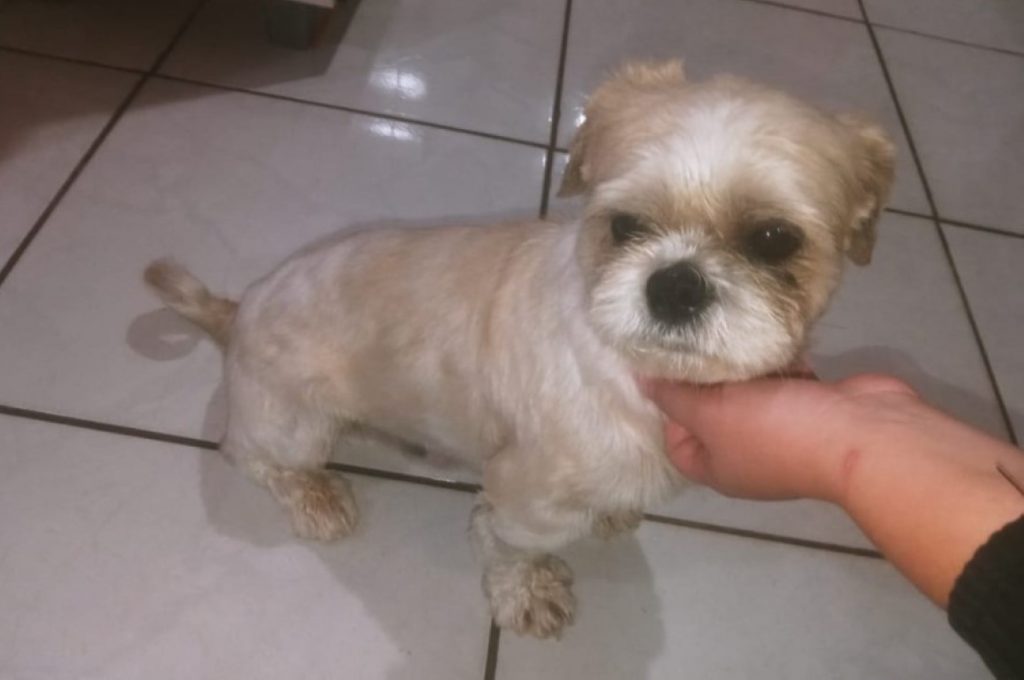 Cachorrinho é encontrado no Bairro Periolo