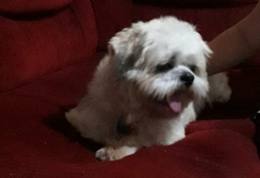 Cachorrinho está desaparecido, você o viu?