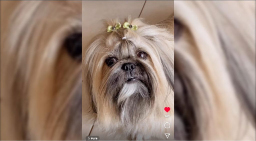 Cachorrinha Mel desapareceu no Periolo