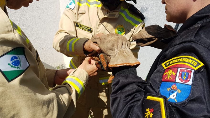 Bombeiros são acionados para libertar coruja que estava enrolada em cerca elétrica e fio de pipa
