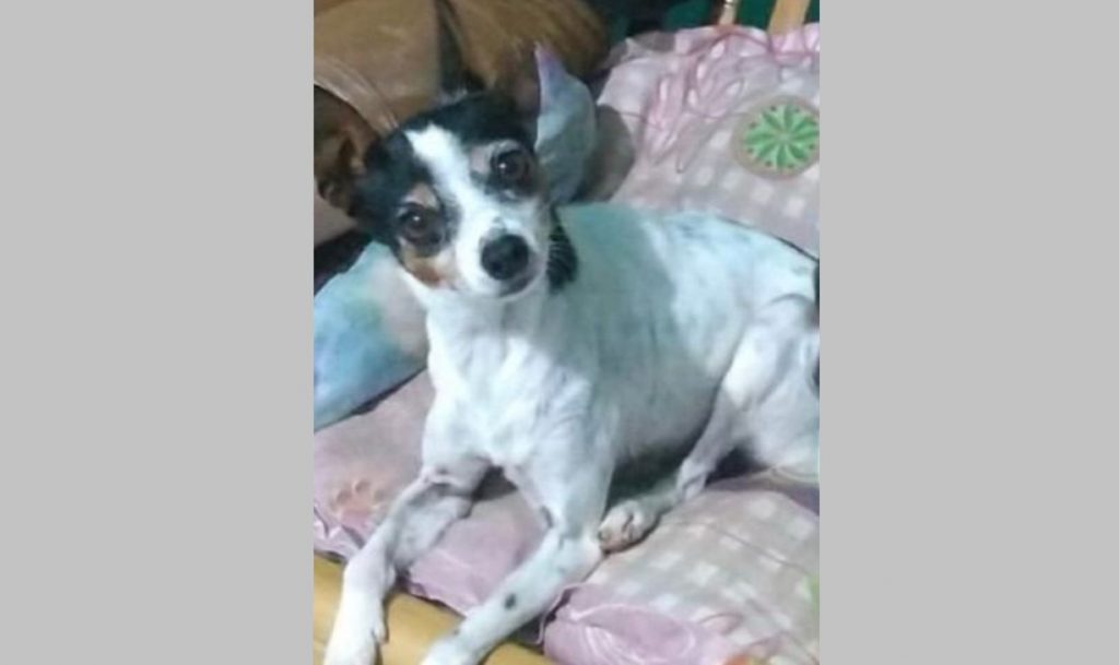 Cachorrinha que atende por Lica sumiu no Jardim Padovani