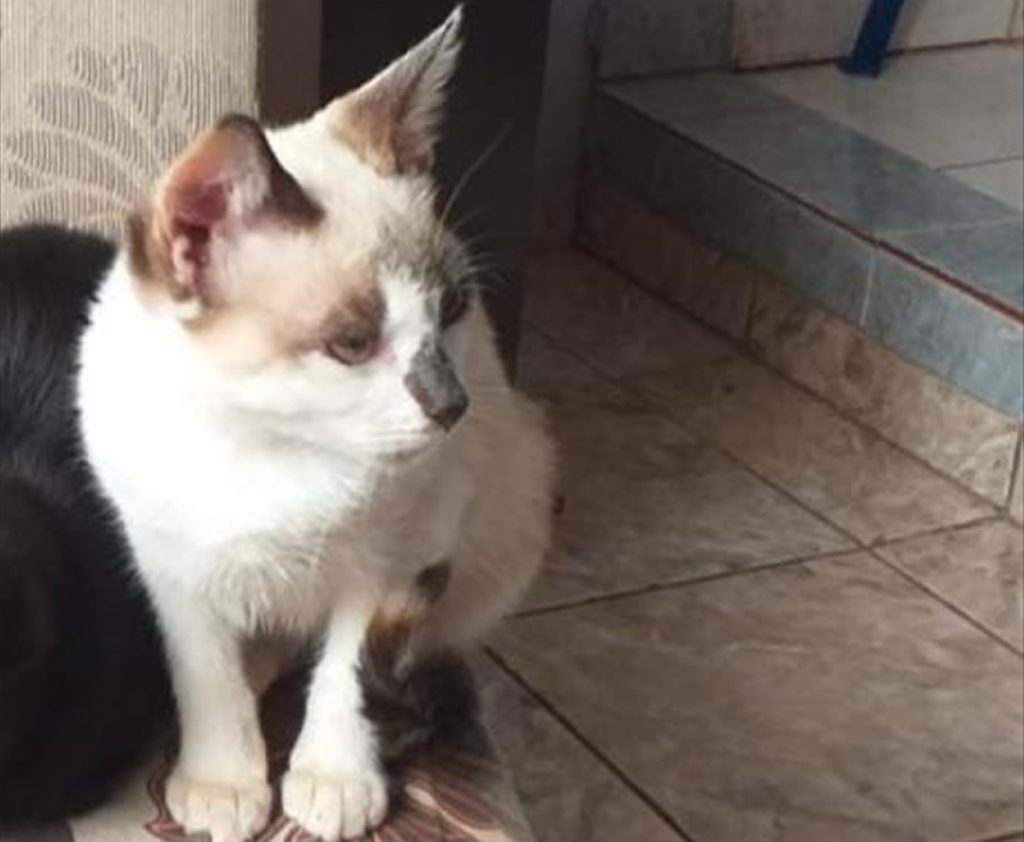 Gata ‘Marrie’ sumiu nas proximidades do Muffato Max da Região Norte