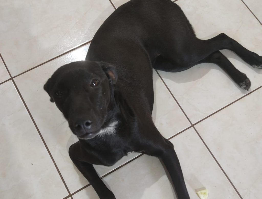 Cachorra ‘Gigi’ sumiu nas proximidades da Rua Fortaleza