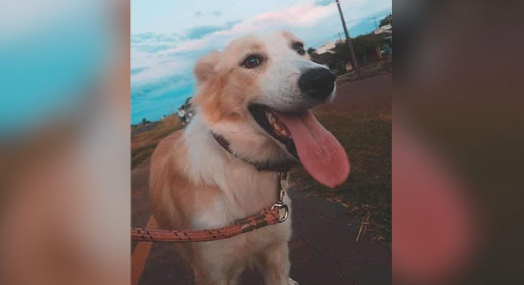 Pandora fugiu em Santa Tereza do Oeste, você a viu?
