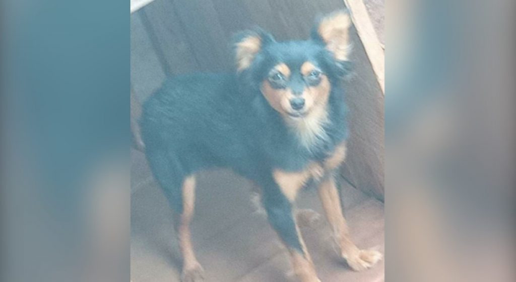 Cachorro Max sumiu nas proximidades do Belmonte, você viu?