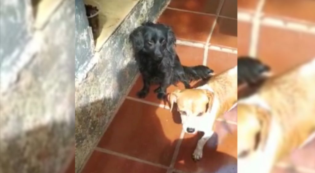 Cachorrinhas desapareceram no Alto Alegre