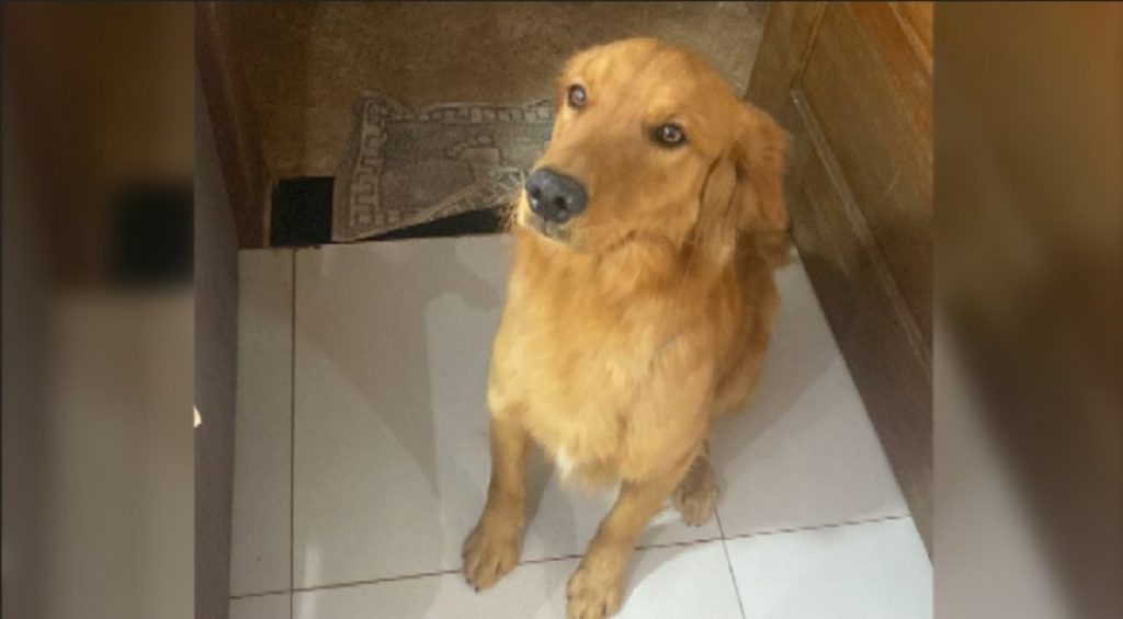 Golden Retriever Theodore está desaparecido no Bairro Santa Cruz