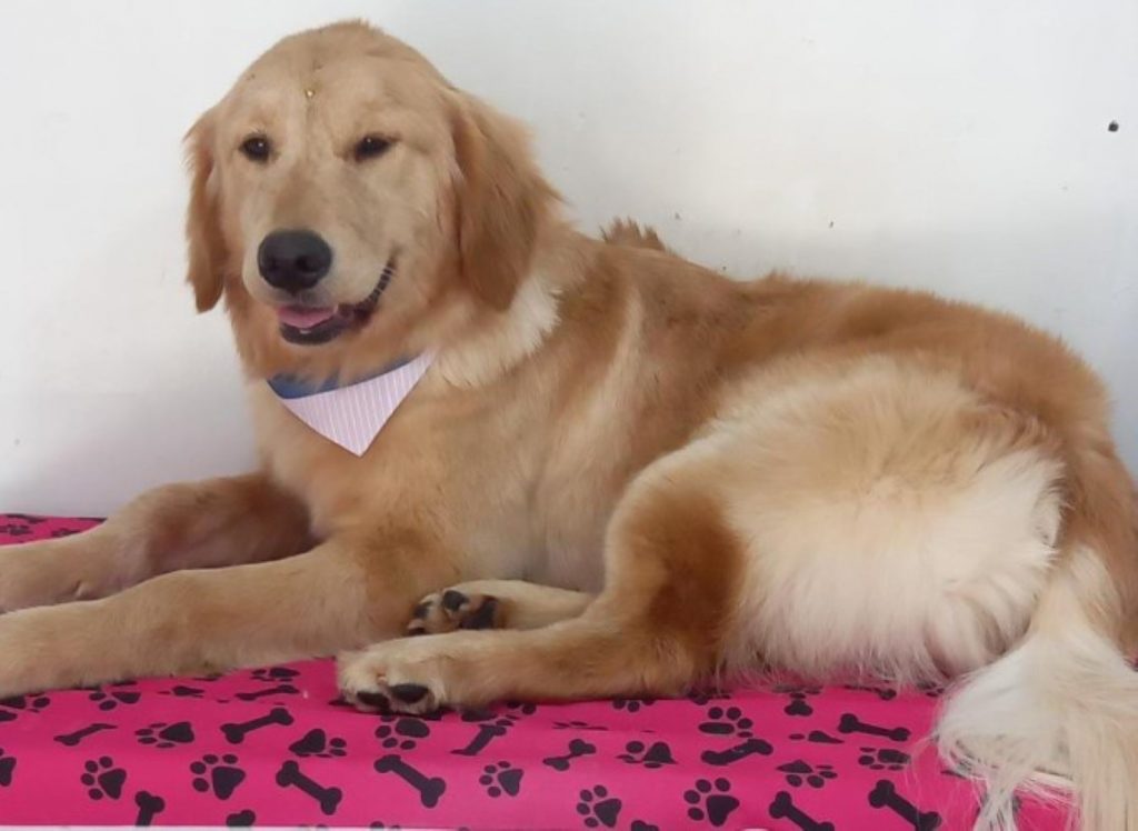Jade fugiu de casa, você a viu?