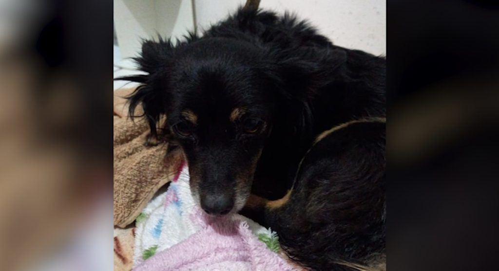 Cachorrinha é encontrada e internauta procura por dono