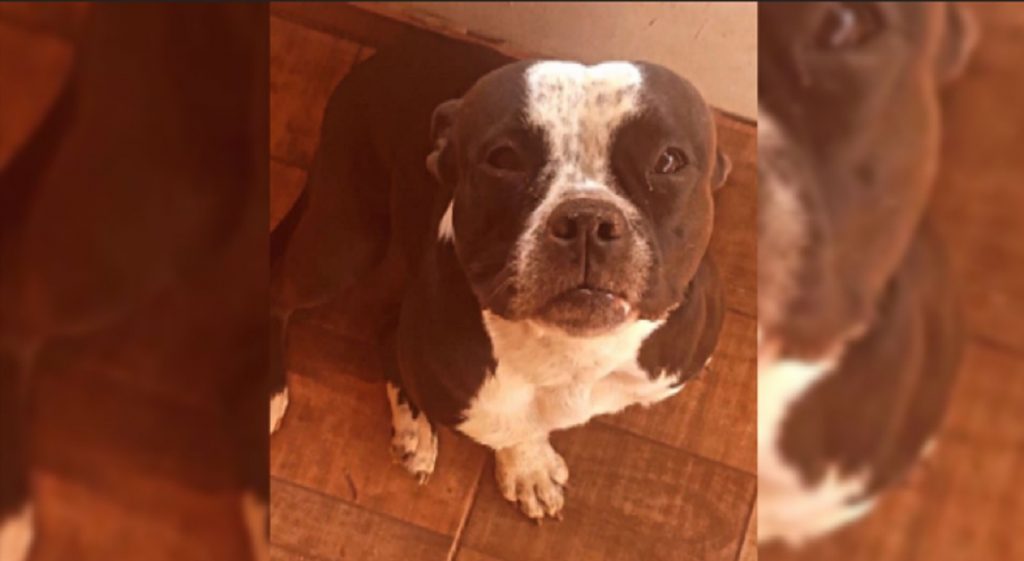 Pandora desapareceu no Santa Cruz; há recompensa por ela