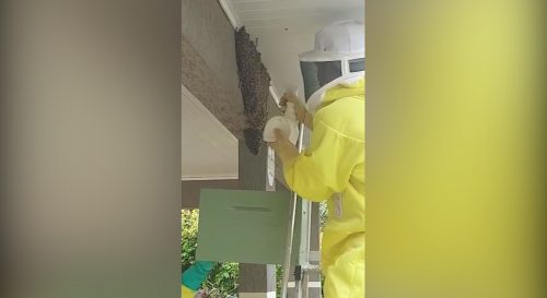 Defesa Civil realiza retira de enxame de abelhas que estava em beiral de casa Imagem referente a Defesa Civil realiza retira de enxame de abelhas que estava em beiral de casa