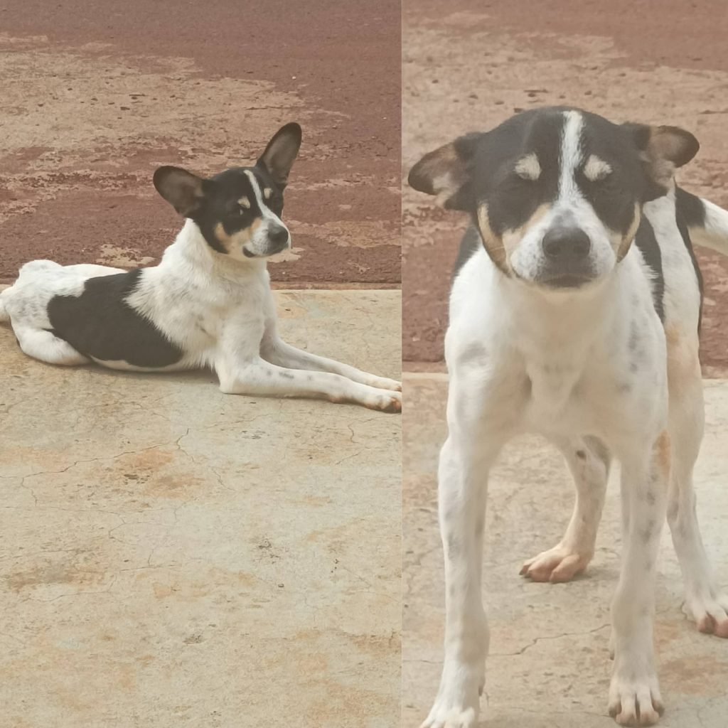 Cachorrinho foi resgatado no Brasília