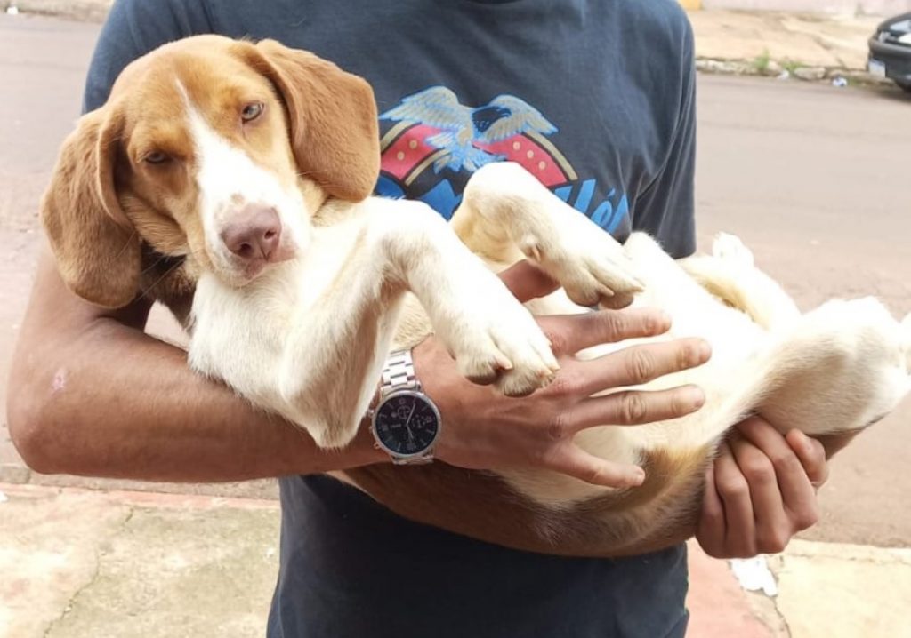 Cachorrinho é encontrado no Floresta, você conhece o dono?
