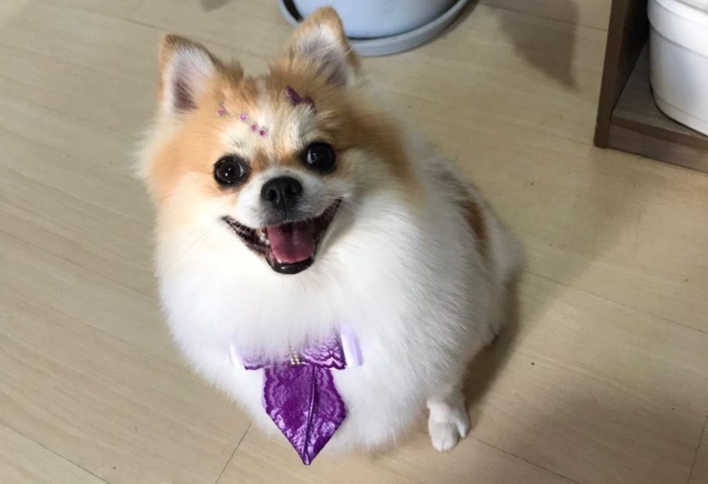 Cachorrinha está perdida na região do Coqueiral, você a viu?