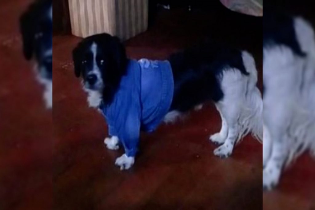 Ted desapareceu no Santo Onofre