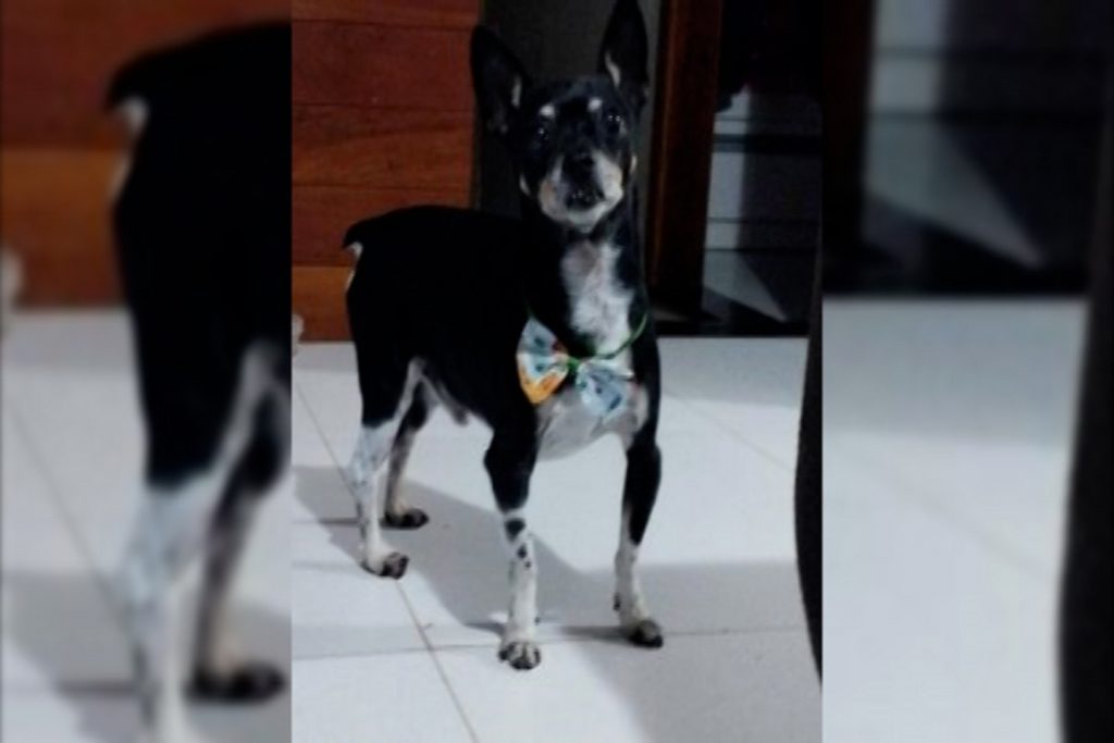 Cachorrinho é resgatado próximo a Univel