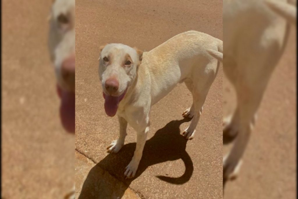 Cachorro é resgatado no Tropical 3