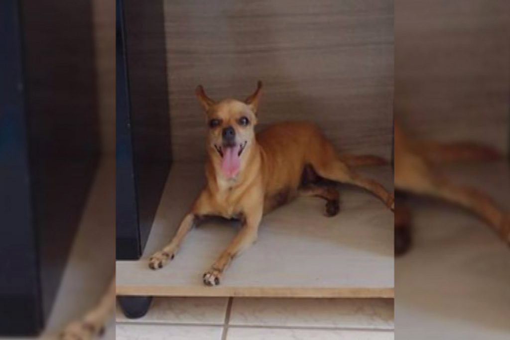 Pinscher idosa sumiu na Neva