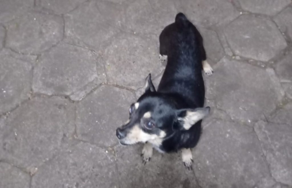Cachorrinho perdido é encontrado no Bairro São Cristóvão