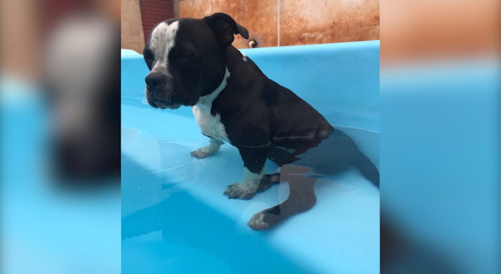 Pandora fugiu de casa, você a viu?