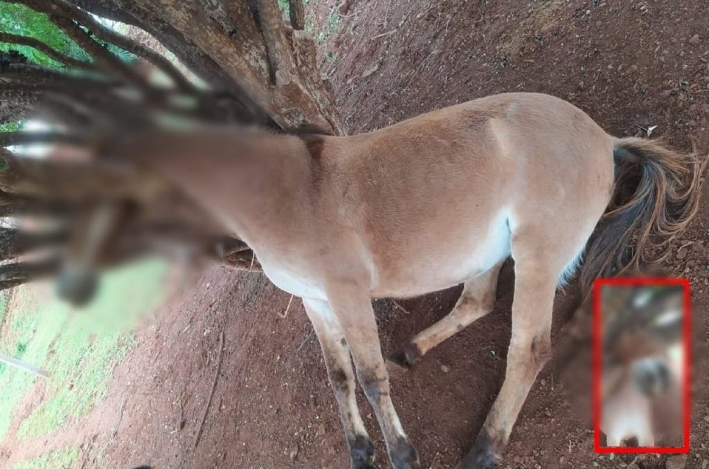 Mula morre enforcada em pé de jabuticaba, em Borrazópolis; animal era usado em terapia