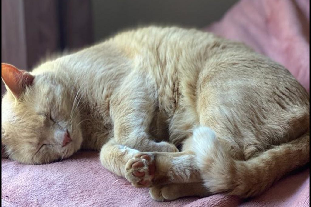 Gatinho está desaparecido em Cascavel