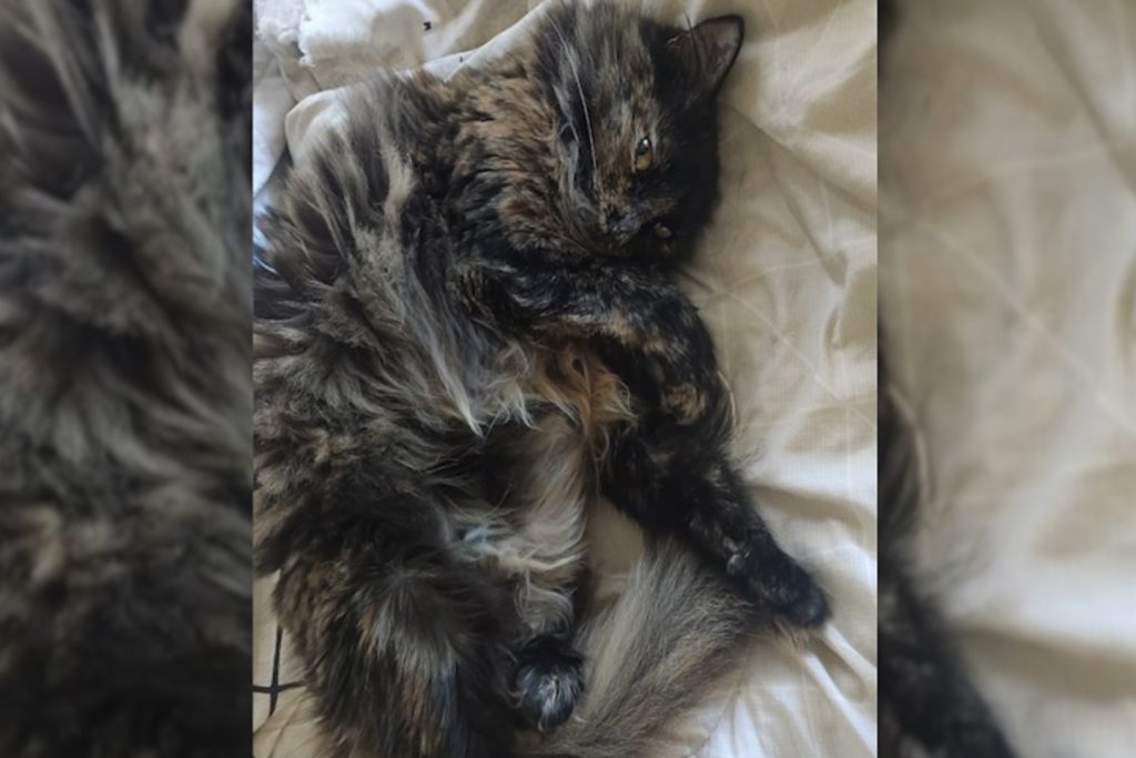 Gatinha Zíbia sumiu no Centro