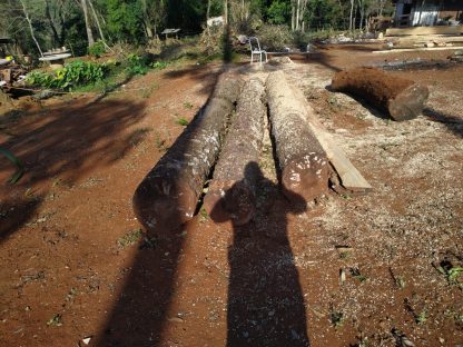 Proprietário é autuado em R$ 21 mil por corte ilegal de árvores Imagem referente a Proprietário é autuado em R$ 21 mil por corte ilegal de árvores