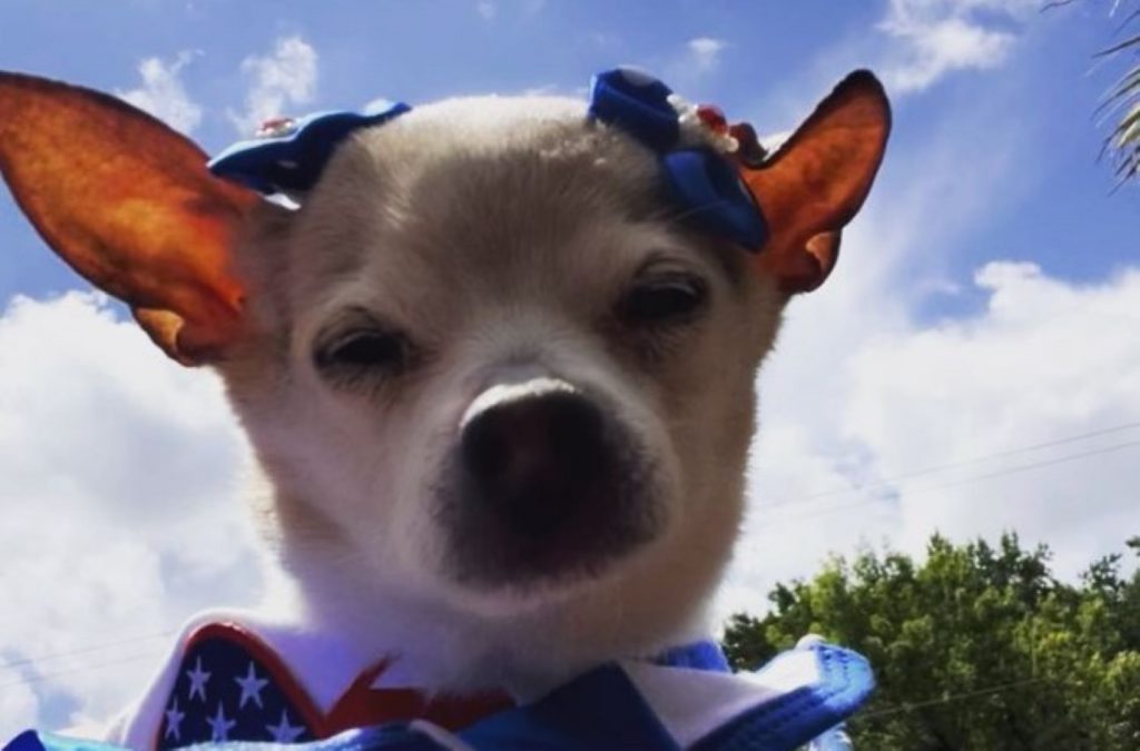 Cachorrinha mais velha do mundo morre aos 22 anos