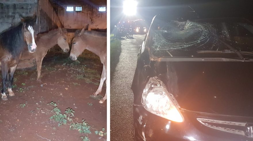 Cavalos soltos provocam acidentes na PRc-467, no São Cristóvão