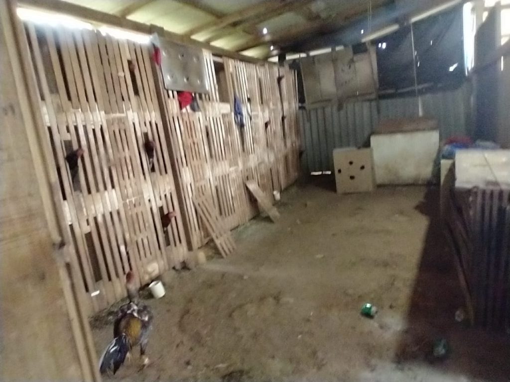 Quinze pessoas são condenadas por criar aves para promover rinhas de galo no Paraná