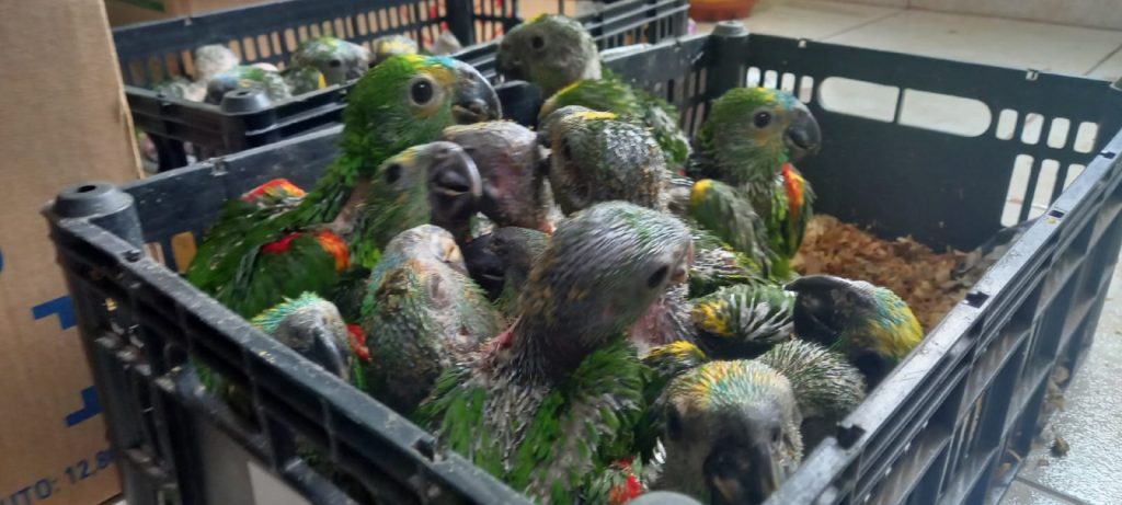PRF apreende 166 filhotes de<br>papagaios em Campo Mourão