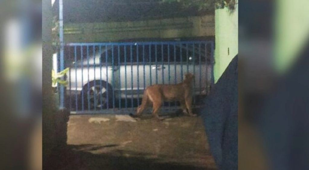 Moradora do município paranaense de Kaloré registra aparição de puma no quintal
