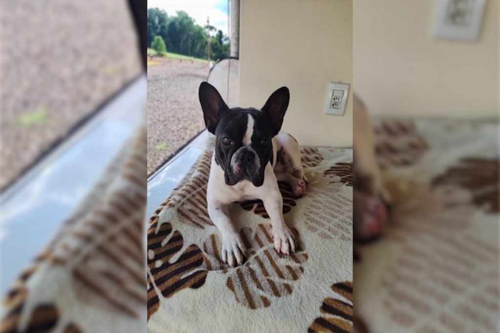 Cachorrinha sumiu no Universitário